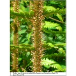 Dryopteris affinis - Narecznica mocna - Paproć - wys. 100 FOTO
