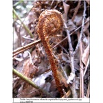 Dryopteris erythrosora - Narecznica czerwonozawijkowa - Paproć - wys. 60 FOTO