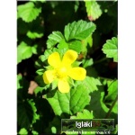 Duchesnea indica - Poziomkówka indyjska - żółty, wys 10, kw 5/9 FOTO