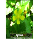 Duchesnea indica - Poziomkówka indyjska - żółty, wys 10, kw 5/9 FOTO