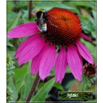 Echinacea Amazing Dream - Jeżówka Amazing Dream - ciemnoróżowy, wys. 40, kw. 6/9 FOTO 