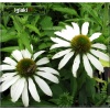 Echinacea Avalanche - Jeżówka Avalanche - białe, wys. 30, kw. 6/8 C2 xxxy zzzz