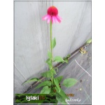 Echinacea Delicious Candy - Jeżówka Delicious Candy - różowe, wys. 30 kw. 6/10 FOTO