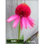 Echinacea Delicious Candy - Jeżówka Delicious Candy - różowe, wys. 30 kw. 6/10 FOTO