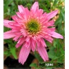 Echinacea Mini Belle - Jeżówka Mini Belle - różowe, wys. 60, kw 7/9 FOTO