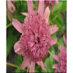 Echinacea purpurea Pink Double Delight - Jeżówka purpurowa Pink Double Delight - różowe, wys. 60, kw 7/9 FOTO
