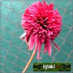 Echinacea Secret Affair - Jeżówka Secret Affair - różowe, wys. 90, kw 7/10 FOTO