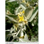 Elaeagnus angustifolia - Oliwnik wąskolistny C3 20-40cm