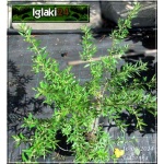 Elaeagnus angustifolia - Oliwnik wąskolistny C3 20-40cm