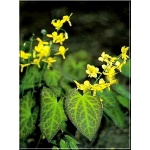 Epimedium perralchicum frohnleiten - Epimedium żółte frohnleiten - żółte, wys. 30, kw. 4/5 FOTO