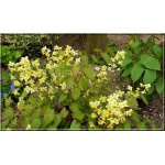 Epimedium versicolor Sulphureum - Epimedium pstre Sulphureum - żółte, wys. 35, kw 4/5 FOTO