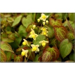 Epimedium versicolor Sulphureum - Epimedium pstre Sulphureum - żółte, wys. 35, kw 4/5 FOTO