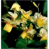 Epimedium versicolor Sulphureum - Epimedium pstre Sulphureum - żółte, wys. 35, kw 4/5 C1,5