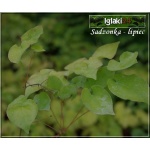 Epimedium versicolor Sulphureum - Epimedium pstre Sulphureum - żółte, wys. 35, kw 4/5 C0,5 