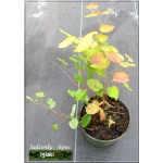 Epimedium versicolor Sulphureum - Epimedium pstre Sulphureum - żółte, wys. 35, kw 4/5 C1,5