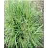 Eragrostis spectabilis - Miłka okazała - wys. 50, kw 8/10 C0,5