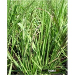 Erianthus ravennae - Mrozoodporna trawa pampasowa - zielony liść, wys. 200 FOTO