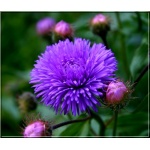 Erigeron speciosus Azure Beauty - Przymiotno ogrodowe Azure Beauty - fioletowy, wys 50, kw 6-8 FOTO