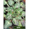 Eryngium variifolium Miss Marble - Mikołajek różnobarwny Miss Marble - białe, wys. 45, kw 6/7 C1,5 zzzz xxxy