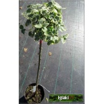 Euonymus fortunei Emerald Gaiety - Trzmielina Fortune\'a Emerald Gaiety PA C5 _100-160cm