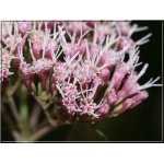 Eupatorium cannabinum - Sadziec konopiasty - różowy, wys. 120, wk. 7/9 FOTO