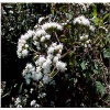 Eupatorium maculatum Chocolate - Sadziec plamisty Chocolate - białe, wys. 90/120, kw. 8/10 C0,5 