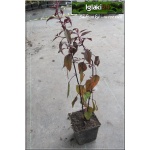 Eupatorium maculatum Chocolate - Sadziec plamisty Chocolate - białe, wys. 90/120, kw. 8/10 C0,5 