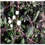 Eupatorium rugosum Chocolate - Sadziec pomarszcony Chocolate - purpurowe liście, wys. 70, kw 7/9 FOTO