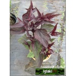 Eupatorium rugosum Chocolate - Sadziec pomarszcony Chocolate - purpurowe liście, wys. 70, kw 7/9 FOTO