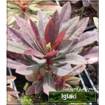 Euphorbia amygdaloides Walberton\'s Ruby Glow - Wilczomlecz migdałolistny Walberton\'s Ruby Glow - żółte, wys. 40, kw. 5-6 FOTO