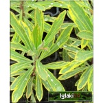 Euphorbia martinii Ascot Rainbow - Wilczomlecz martinii Ascot Rainbow - zielonożółty liść - wys. 50 , kw 4/6 FOTO 