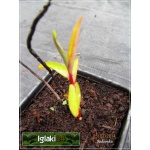 Euphorbia martinii Ascot Rainbow - Wilczomlecz martinii Ascot Rainbow - zielonożółty liść - wys. 50 , kw 4/6 FOTO 