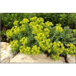 Euphorbia myrsinites - Wilczomlecz mirtowaty - żółty , wys. 20, kw 6/7 FOTO 