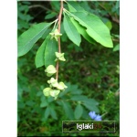 Exochorda racemosa - Obiela groniasta - Exochorda grandiflora - Obiela wielkokwiatowa FOTO