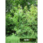 Exochorda racemosa - Obiela groniasta - Exochorda grandiflora - Obiela wielkokwiatowa FOTO