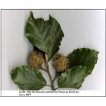 Fagus sylvatica - Buk pospolity f. naturalna C5 100-120cm