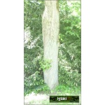Fagus sylvatica - Buk pospolity f. naturalna C7,5 80-100cm