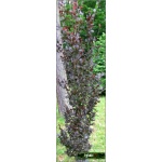 Fagus sylvatica Dawyck Purple - Buk pospolity Dawyck Purple C7,5 _150-200cm