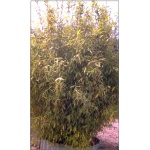 Fargesia murielae - Bambus - zielone, wys. 300 FOTO