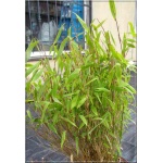Fargesia murielae - Bambus - zielone, wys. 300 FOTO