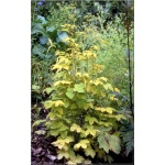 Filipendula ulmaria Aurea - Wiązówka błotna Aurea - żółta, wys. 100, kw 6/8 FOTO