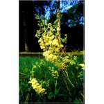 Filipendula ulmaria - Wiązówka błotna - kremowy, wys 120, kw 6/8 FOTO