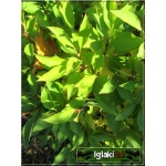 Forsythia intermedia Lynwood Gold - Forsycja pośrednia Lynwood Gold - jasnożółte C2 40-60cm 