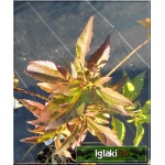 Forsythia intermedia Lynwood Gold - Forsycja pośrednia Lynwood Gold - jasnożółte C2 40-60cm 