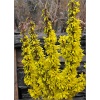 Forsythia intermedia Nimbus - Forsycja pośrednia Nimbus - żółte FOTO