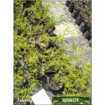 Forsythia Maluch - Forsycja Maluch - żółte C2 20-30cm 