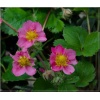 Fragaria ananassa Toscana - Truskawka ozdobna Toscana - różowe, wys. 30, kw. 4/9 C0,5 xxxy