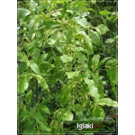 Fraxinus pennsylvanica Aucubifolia - Jesion pensylwański Aucubifolia f. naturalna C5 50-70cm
