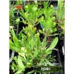 Gaillardia aristata - Gailardia oścista - żółty z czerwonym, wys 50, kw 6/9 FOTO