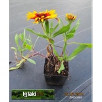 Gaillardia aristata - Gailardia oścista - żółty z czerwonym, wys 50, kw 6/9 FOTO